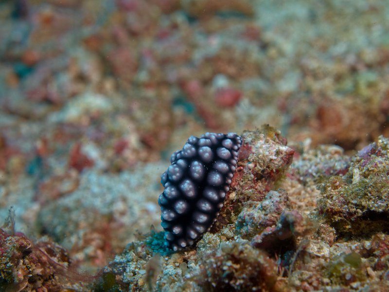 Wart slug, Mirkos Point